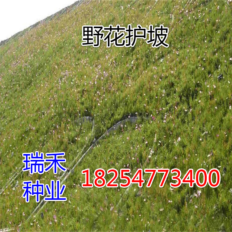 绿化草坪种子本植物图片大全种子
