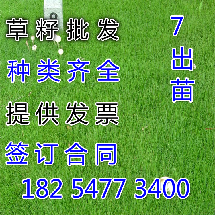哪里有绿化草坪种子种