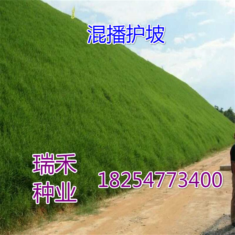马尼拉草坪种子播种深度
