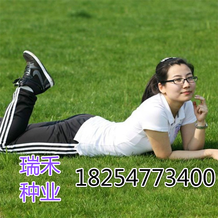 护坡省常用护坡草种子种类  绿化草种子  高羊茅草种子  狗牙根草种子
