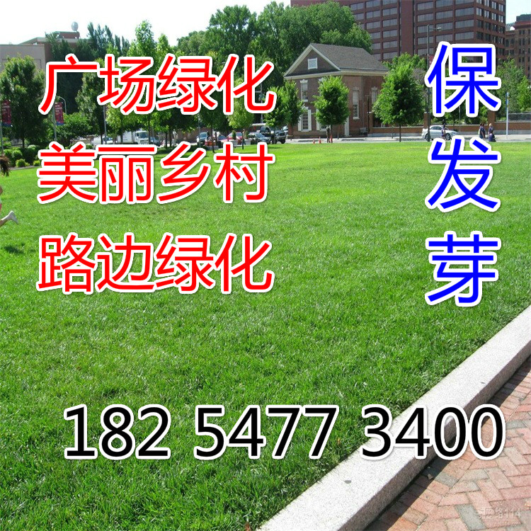 草坪种子