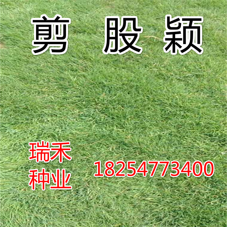 常用绿化草坪种子  绿化草种子  高羊茅草种子  狗牙根草种子