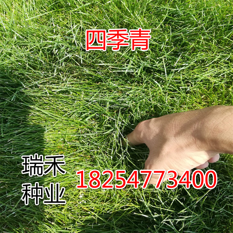 草坪种子