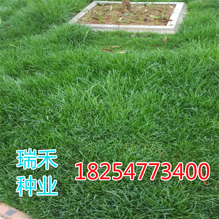 昆明哪里可以买到草籽