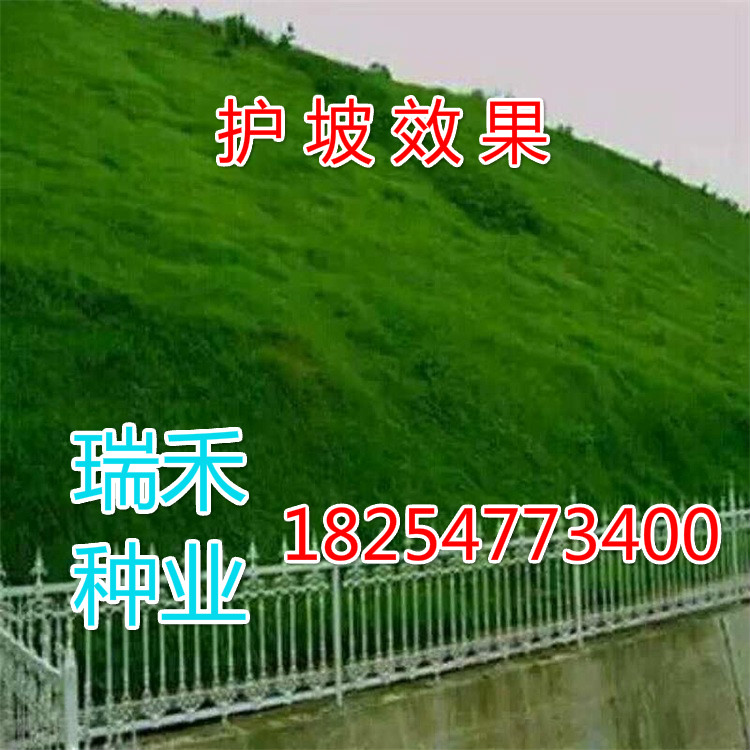 草籽怎么种草坪种子上