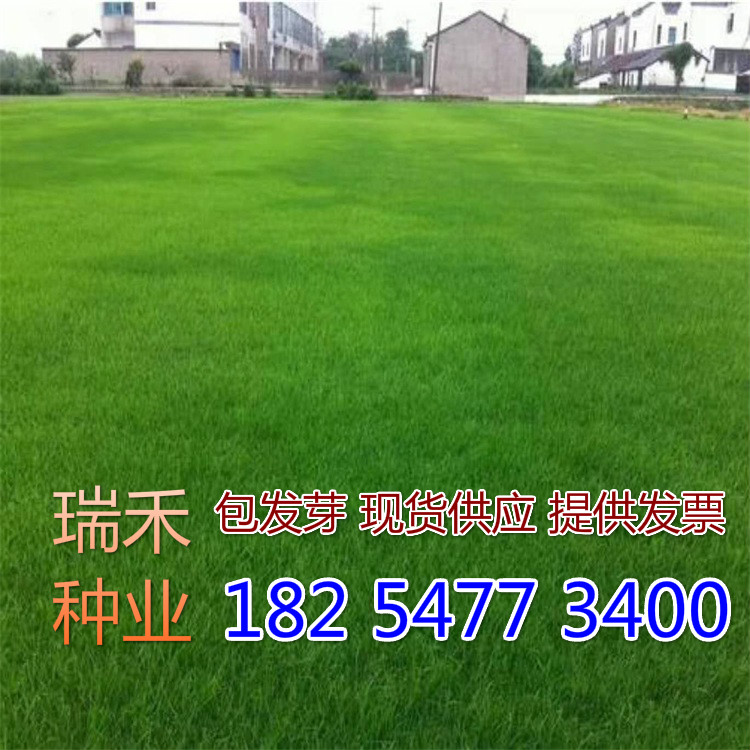 绿化草坪种子本植物图片大全种子