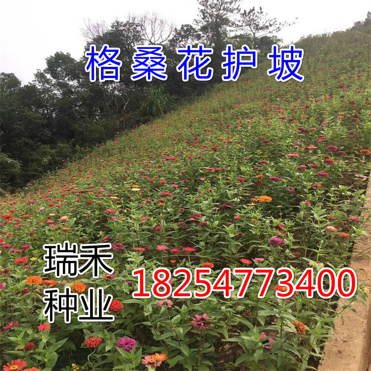 马尼拉草坪种子播种深度