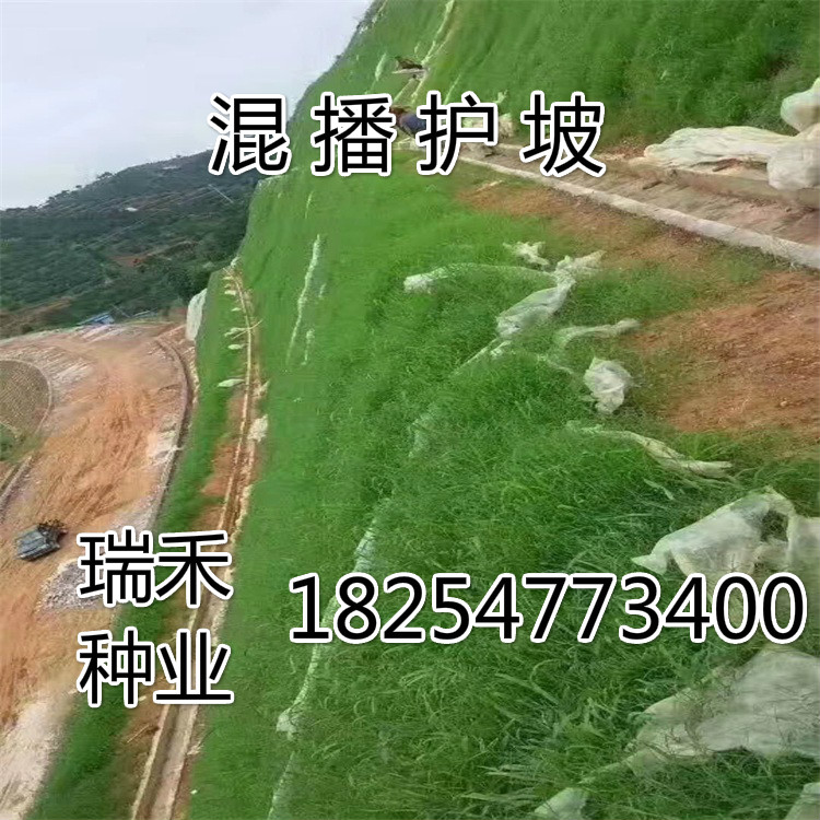 绿化草坪种子每平米多少钱