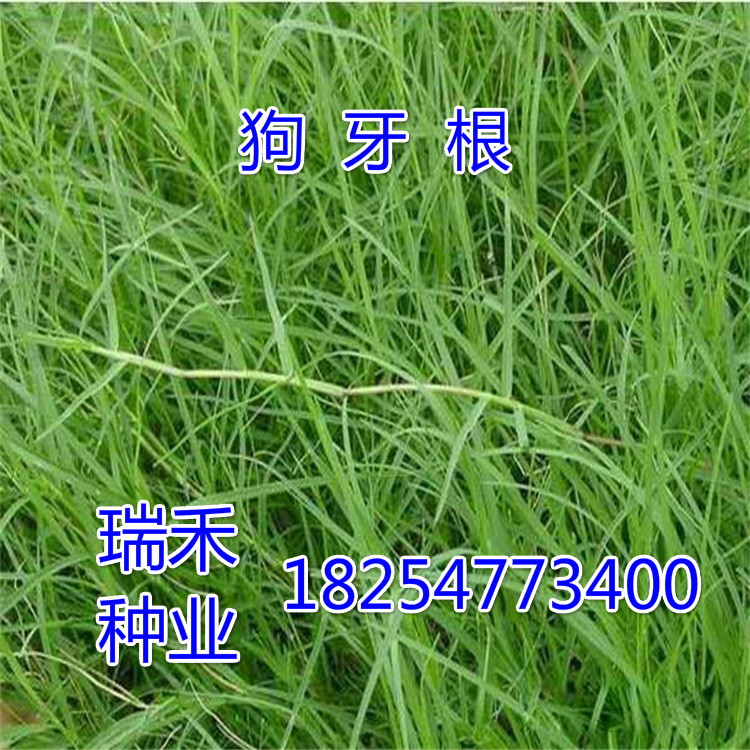 草坪种子