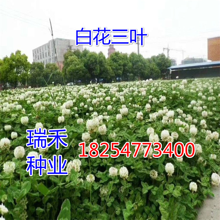绿化草坪种子本植物图片大全种子