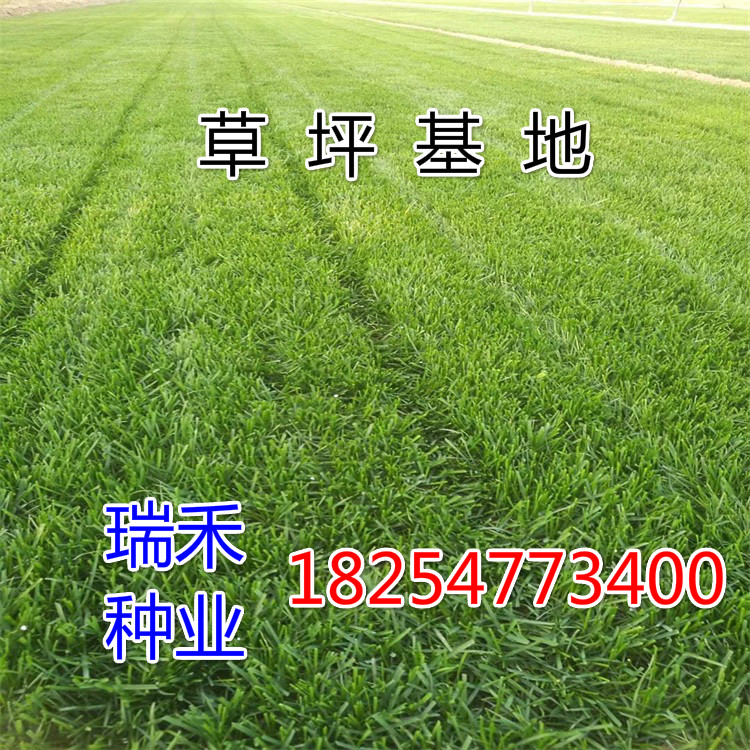 草籽怎么种草坪种子上