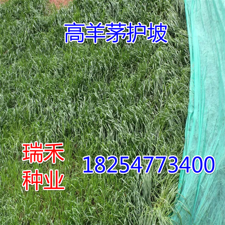 花草坪种子一斤价格多少