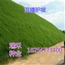 护坡省常用护坡草种子种类