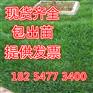 运动场草坪种子种什么草好