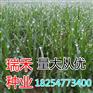 长春绿化草坪种子