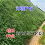 鱼缸草坪种子种植方法