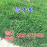 护坡护坡草种子用什么草
