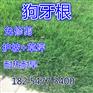 一斤草坪种子能种多少地