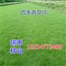 草坪种子种类及图片