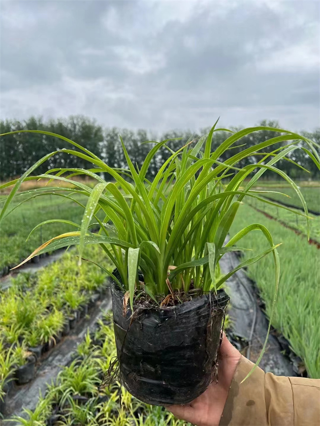 北京金娃娃萱草种植基地  质优价廉  金娃娃萱草基地