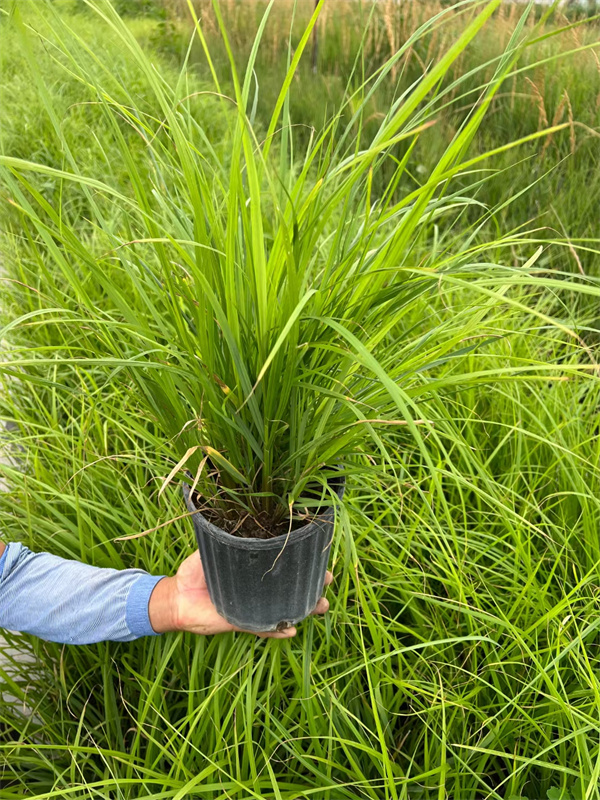 北京紫穗狼尾草种植基地  北京本地苗  紫穗狼尾草基地