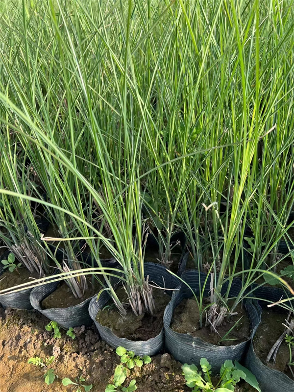 细叶芒杯苗基地批发   货源充足  细叶芒基地  细叶芒种植基地