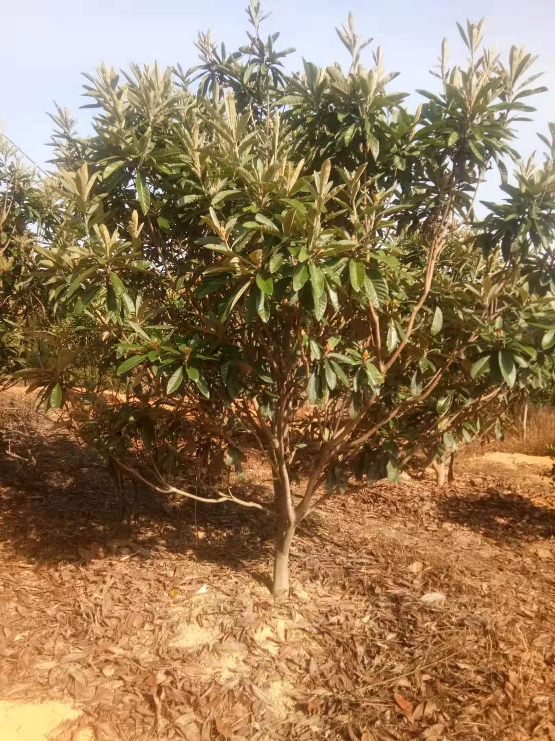 6公分枇杷8公分枇杷10公分枇杷