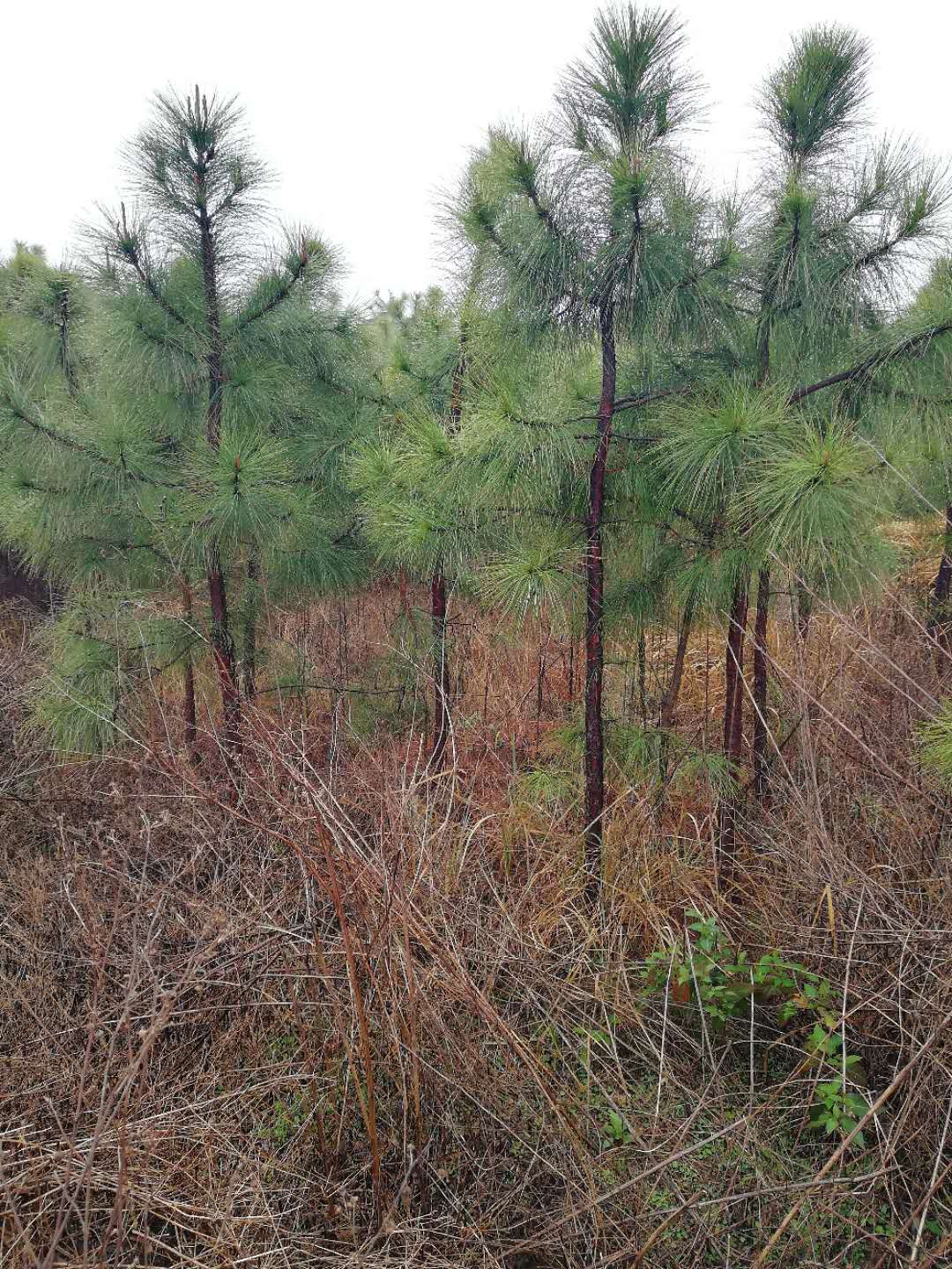 3公分湿地松4公分湿地松5公分湿地松