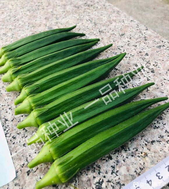 日本绿灞107水果秋葵种子  绿霸107水果秋葵  绿灞果色浓绿