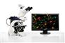 徕卡Leica DM2500 LED研究级医学生物显微镜
