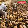 农村文化室招牌石/清远黄蜡石基地/小区黄蜡石围边石