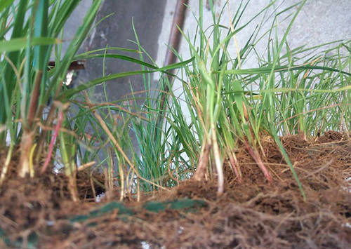 生态植被毯供应