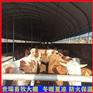 智能牛舍大棚建设 肉牛养殖大棚搭建 牛棚安装厂家