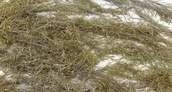 印尼麒麟菜进口清关青岛港清关费用怎么核算&nbsp;&nbsp;麒麟菜进口清关费用&nbsp;&nbsp;青岛港进口麒麟菜
