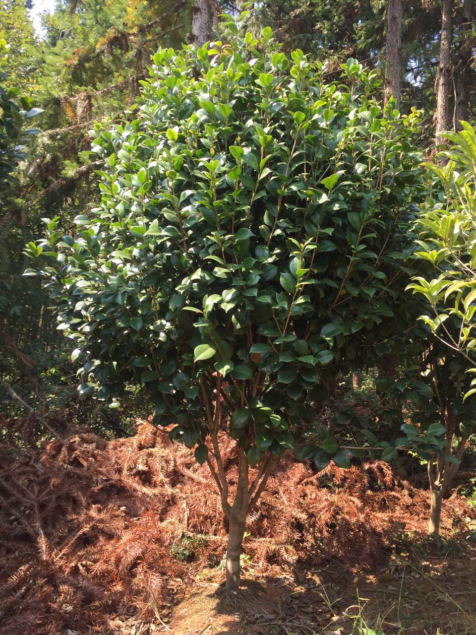5公分茶花7公分茶花9公分茶花