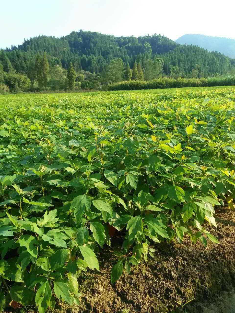 檫木小苗江西檫木基地檫木报价