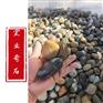 广东普通鹅卵石实质/石子铺装设计图案/清远鹅卵石基地