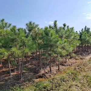 5公分湿地松6公分湿地松7公分湿地松