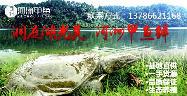 不同品质甲鱼苗市场价格对比