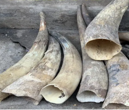 牛角可以进口吗？如何进口的？  牛角进口清关  怎样进口牛角  代理报关清关