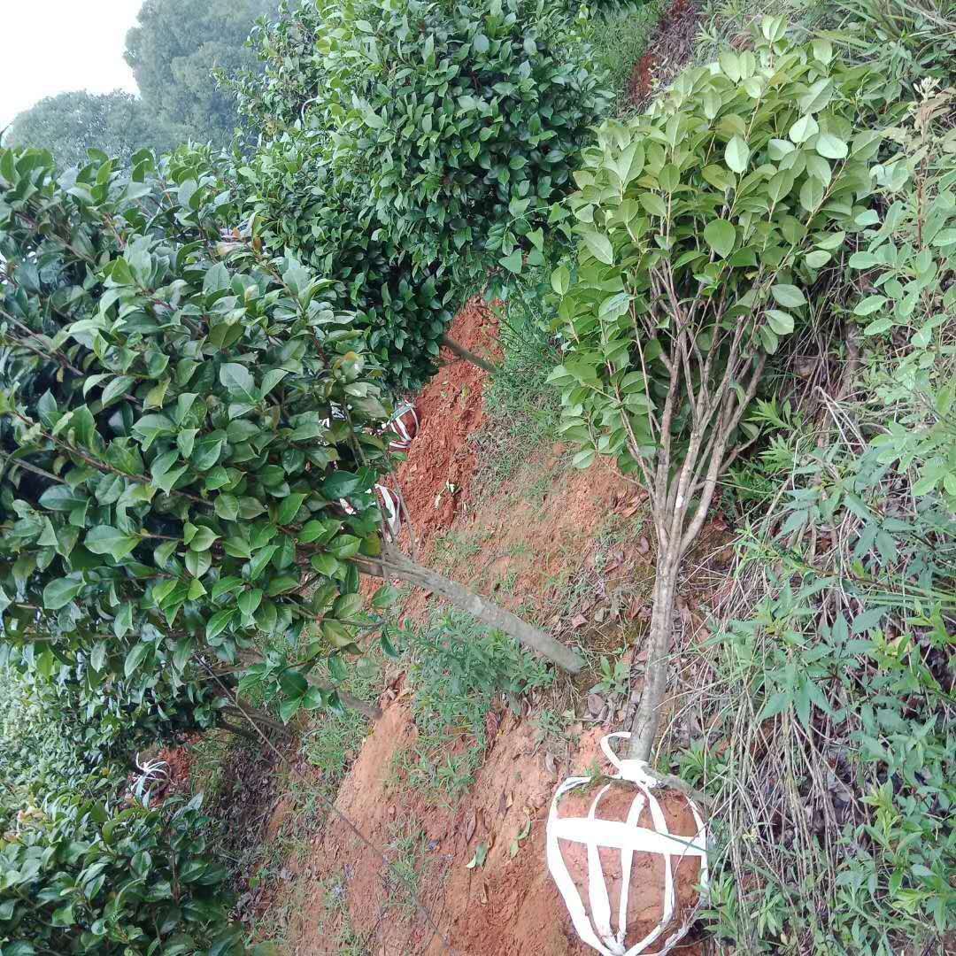 1公分茶花2公分茶花3公分茶花