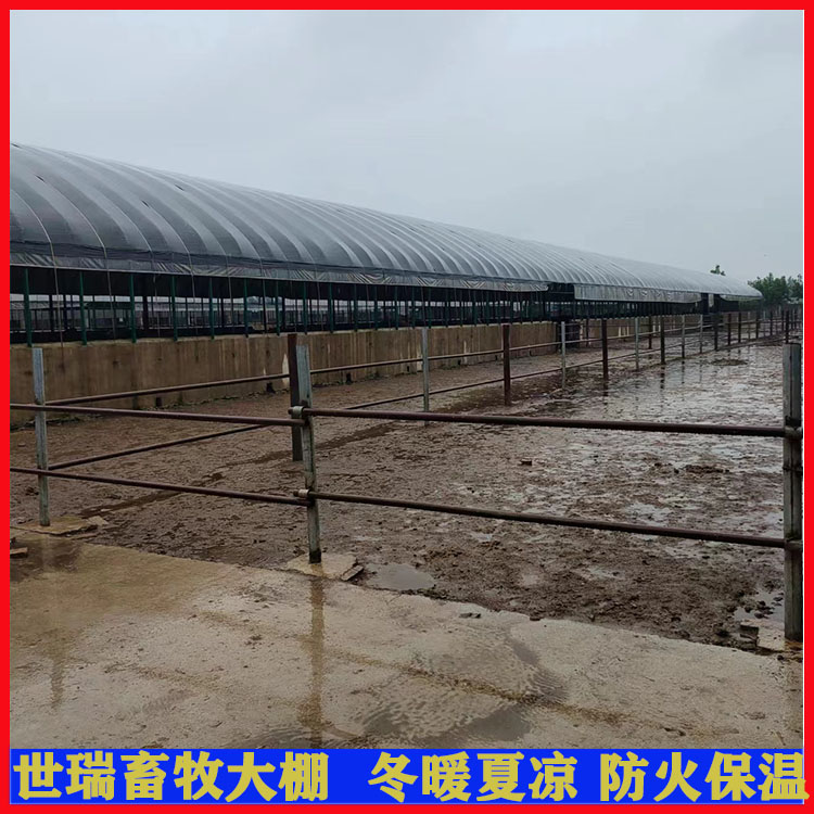 温室养牛棚安装设计 牛舍大棚搭建 肉牛养殖大棚施工