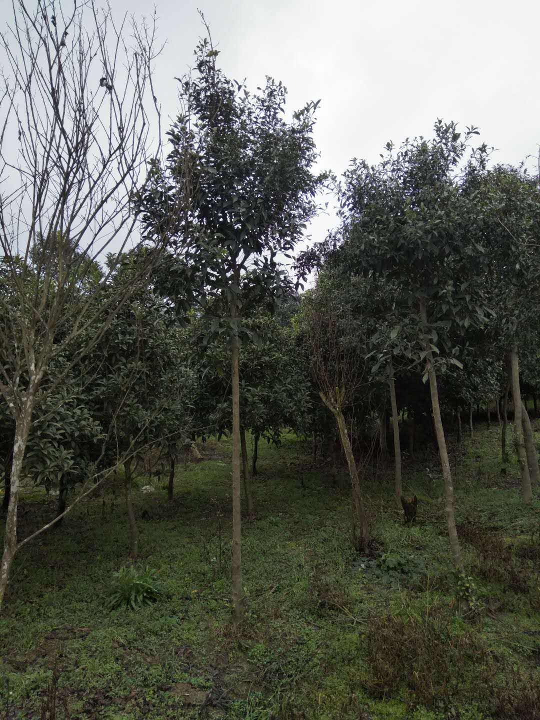 杜英苗木基地杜英树报价杜英价格