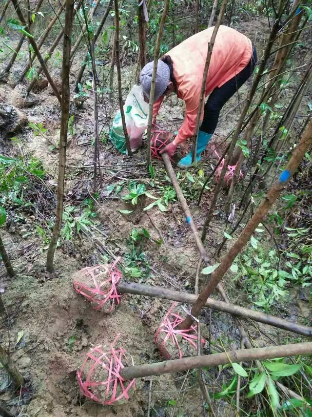 杜英苗木基地杜英树报价杜英价格