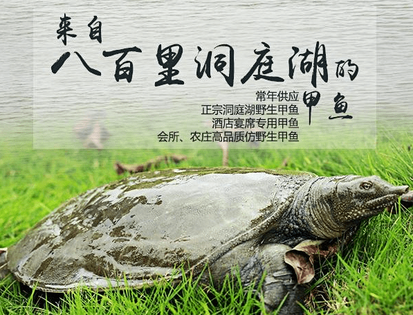 养殖甲鱼多少钱一公斤