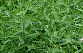 杨梅素 姜酮 具栖冬青苷 斯皮诺素  甜橙黄酮  生物化工  植物提取物