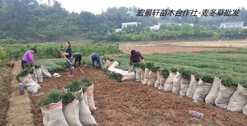 湖南麦冬草价格,浏阳麦冬草小苗好苗子找宏景轩  浏阳麦冬草基地  玉龙草批发