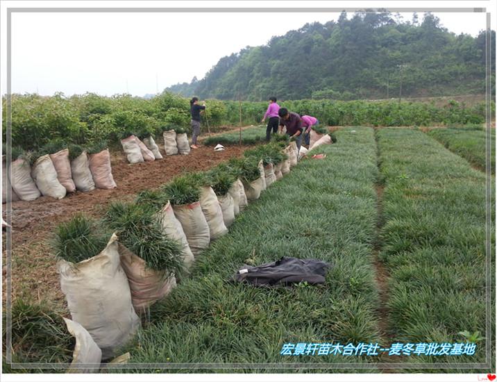 湖南麦冬草价格,浏阳麦冬草小苗好苗子找宏景轩  浏阳麦冬草基地  玉龙草批发
