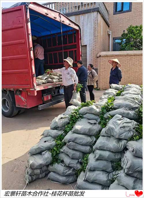 湖南四季桂小苗-浏阳四季桂杯苗高质量起苗中  浏阳丛生桂花树  桂花树苗圃  湖南桂花杯苗