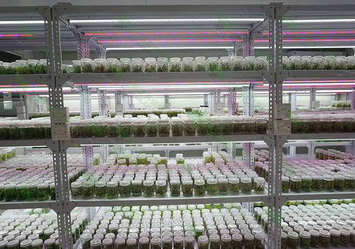 廊坊市植物组织培养实验室建造